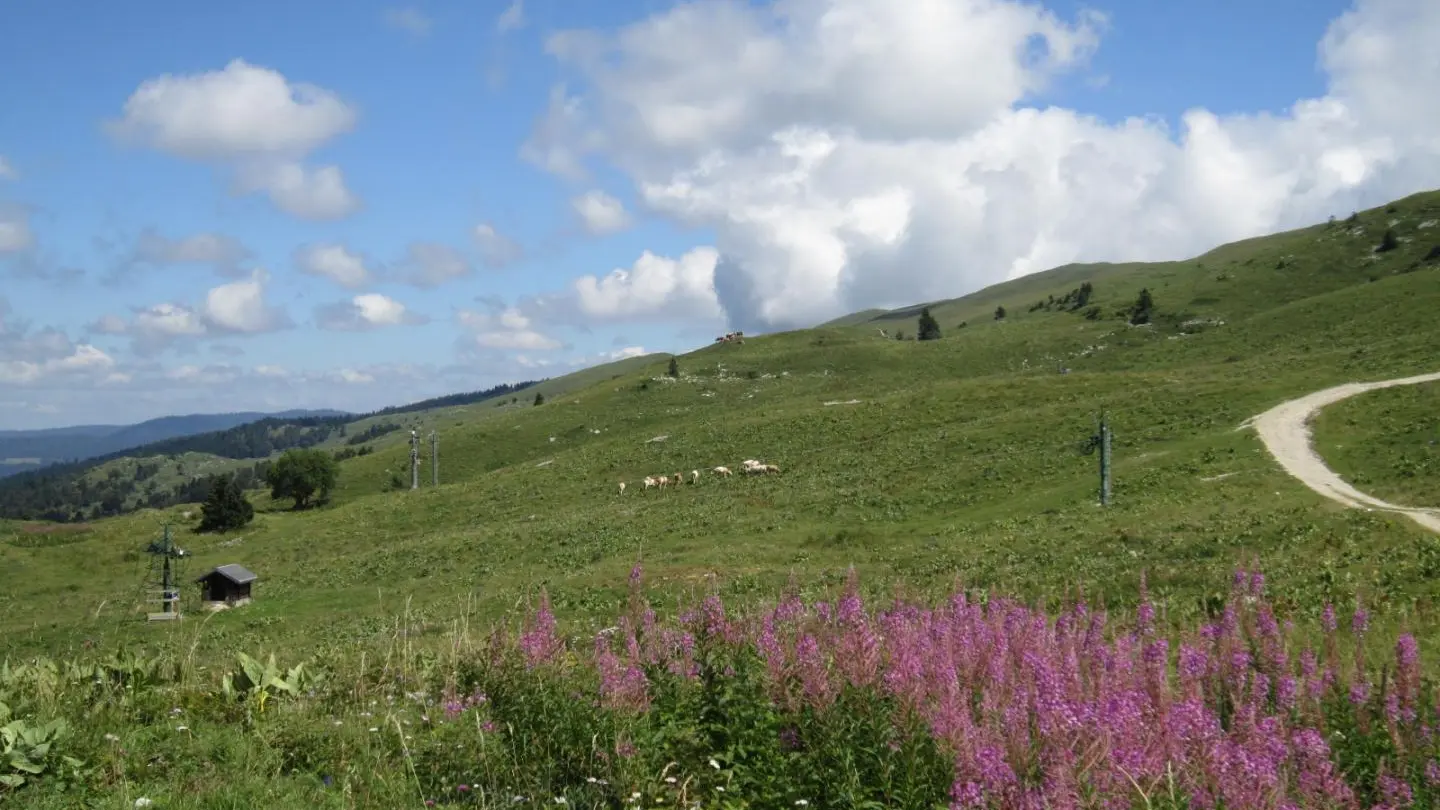 l'été dans la montagne!
Epilobes et vaches.
