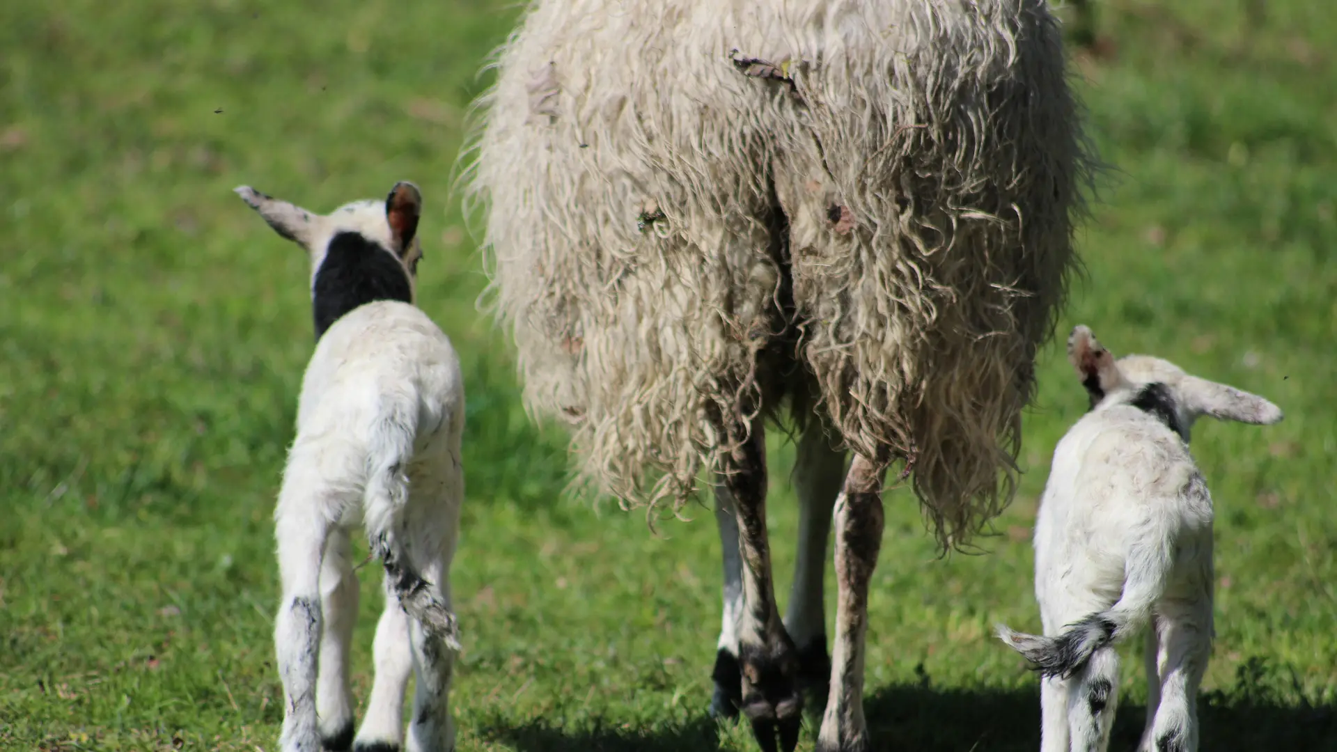 Les ovins en balade
