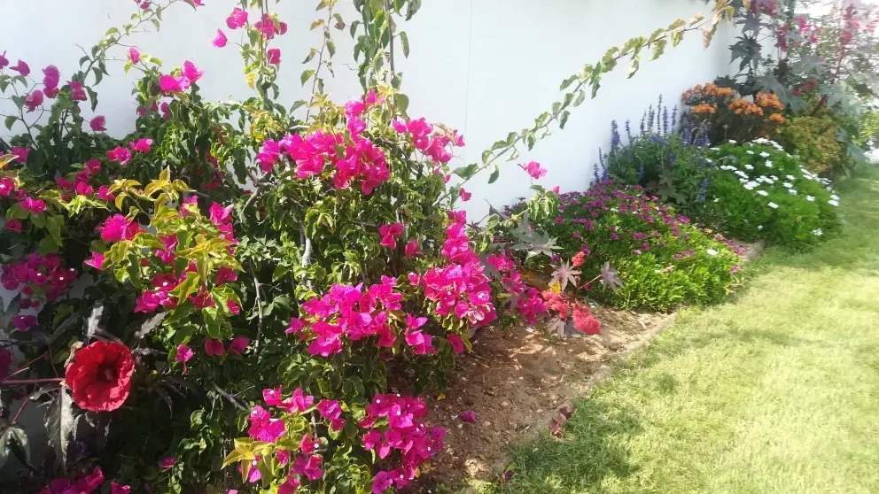 jardin