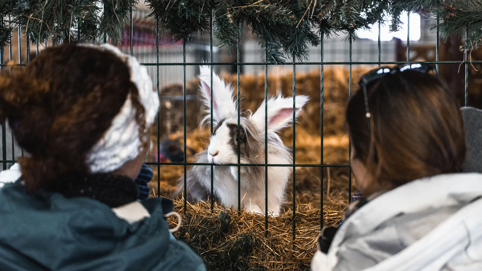 Lapin à la ferme