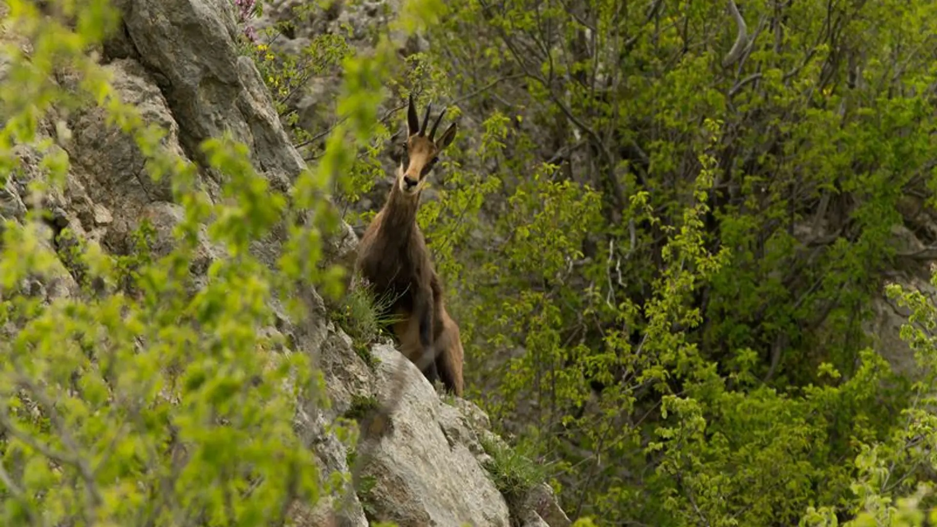 Chamois autour du Pied du Mulet