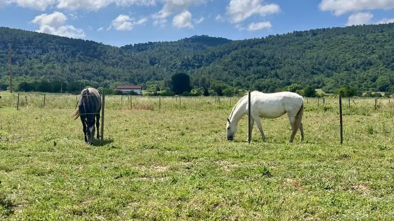 Les chevaux dans les prés du domaine