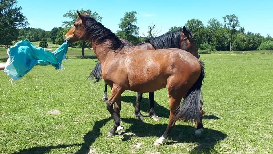 Les chevaux de l?elevage