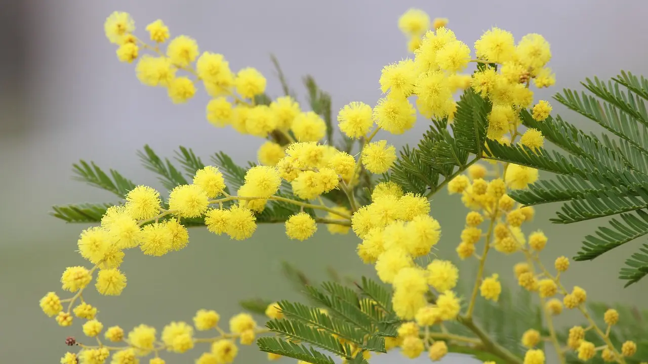 mimosa