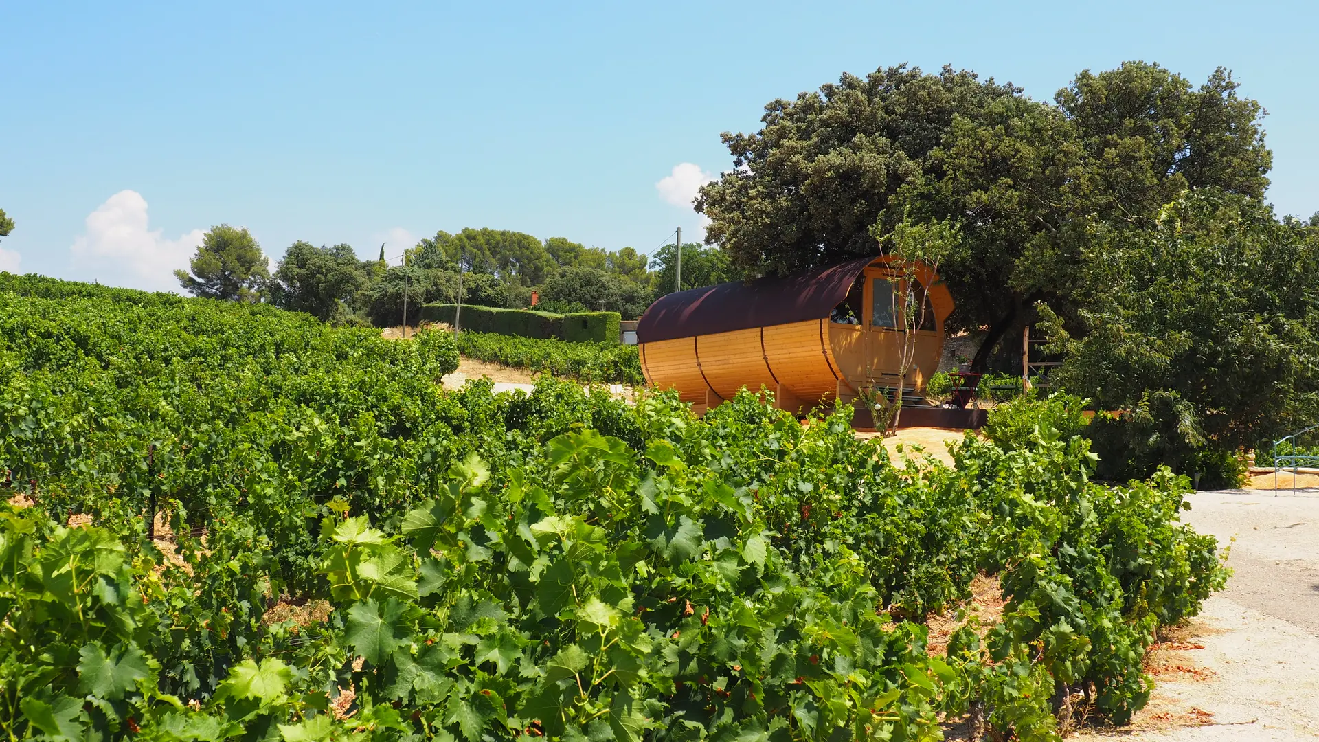 tonneau dans le vignoble