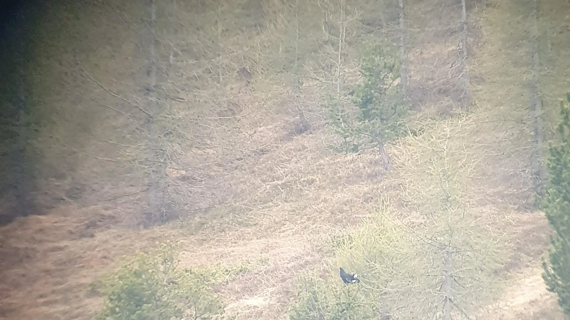 Observation nocturne Tétras Lyre