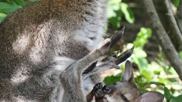 Wallaby de Bennett Bush australien