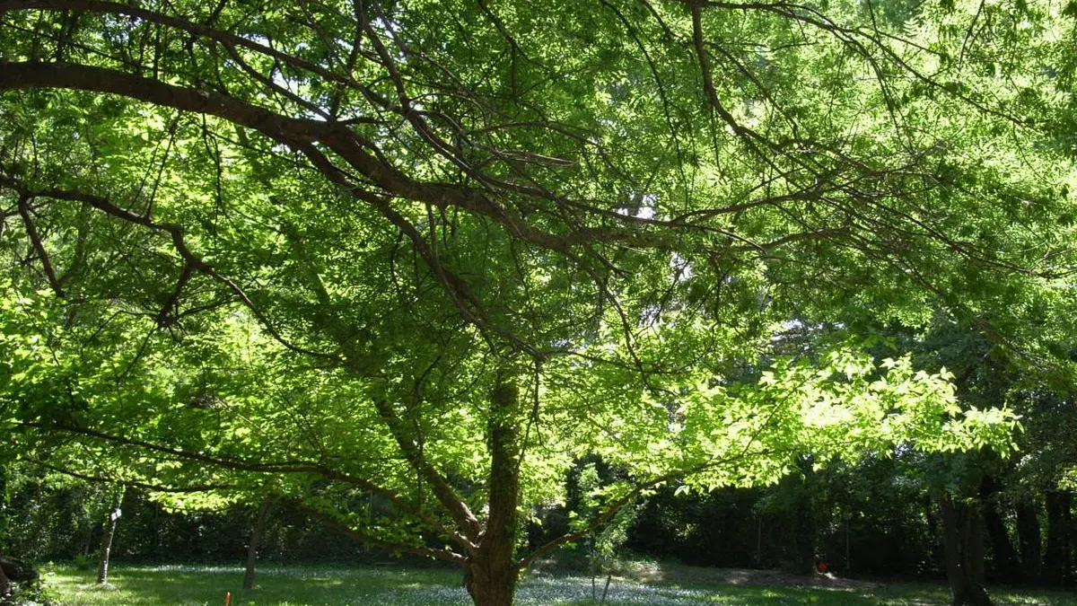 Camping du Parc des Libertés