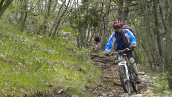 Chemin de descente en forêt