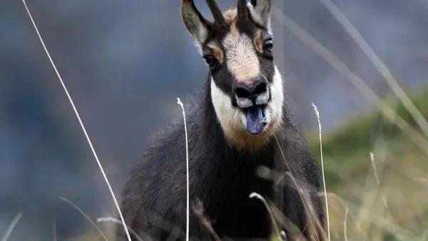 Chamois