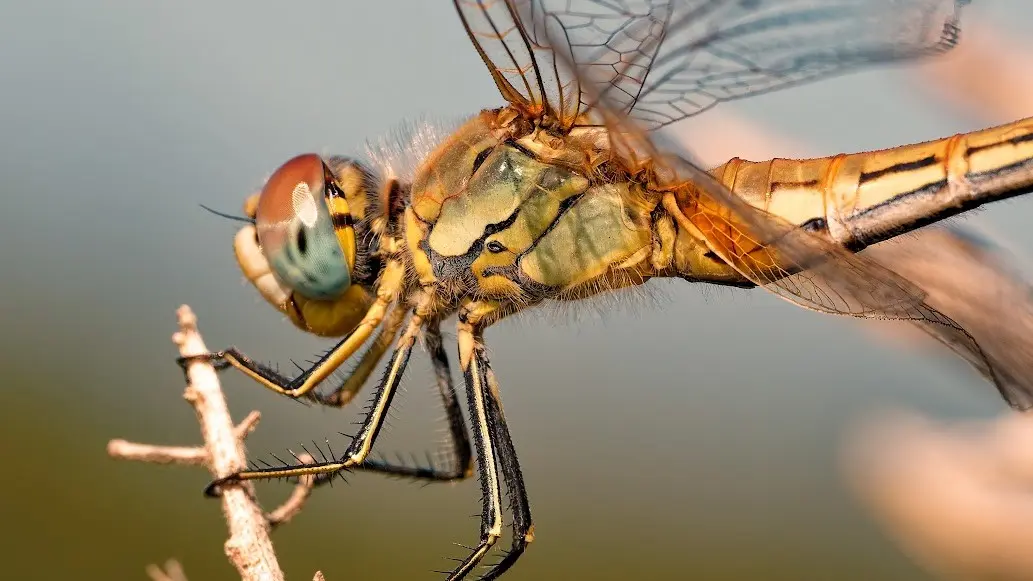 Gros plan sur une libellule jaune posée sur une brindille au-dessus de l'eau