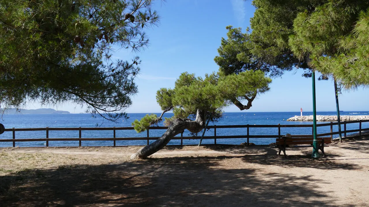 Parc des pins penchés