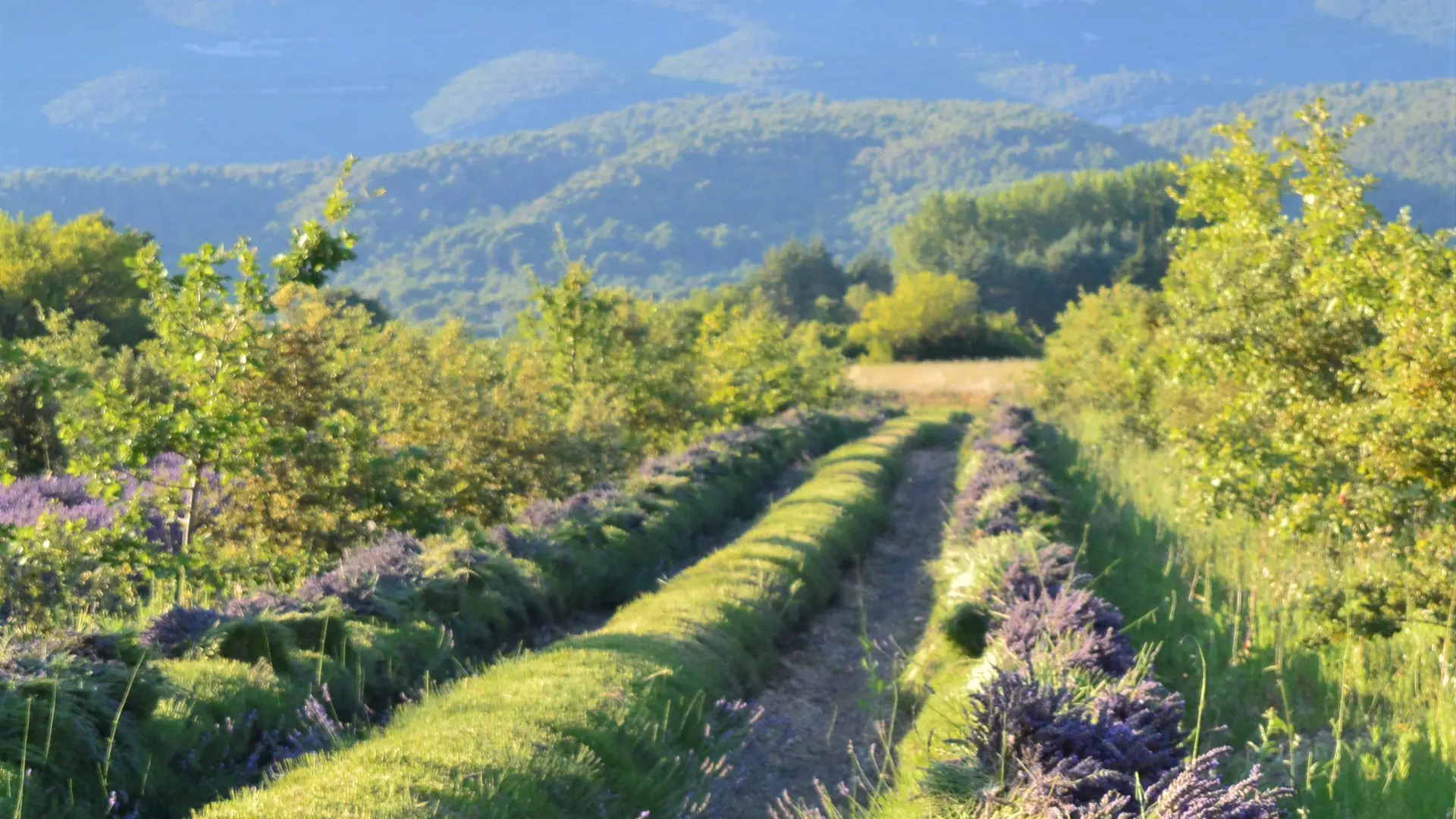 La Provence en Bouteille