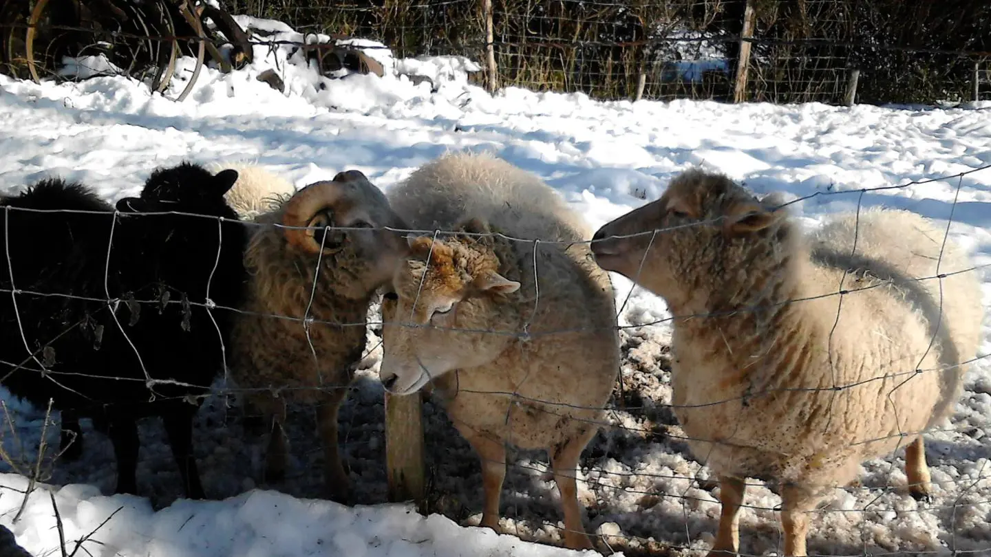 les moutons apprécient la compagnie