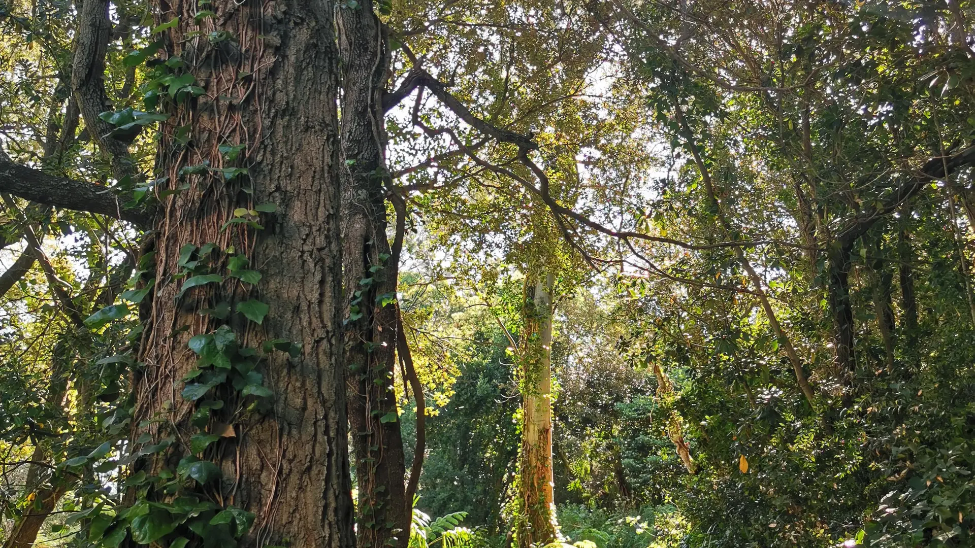 Jardin de Nouvelle Zélande