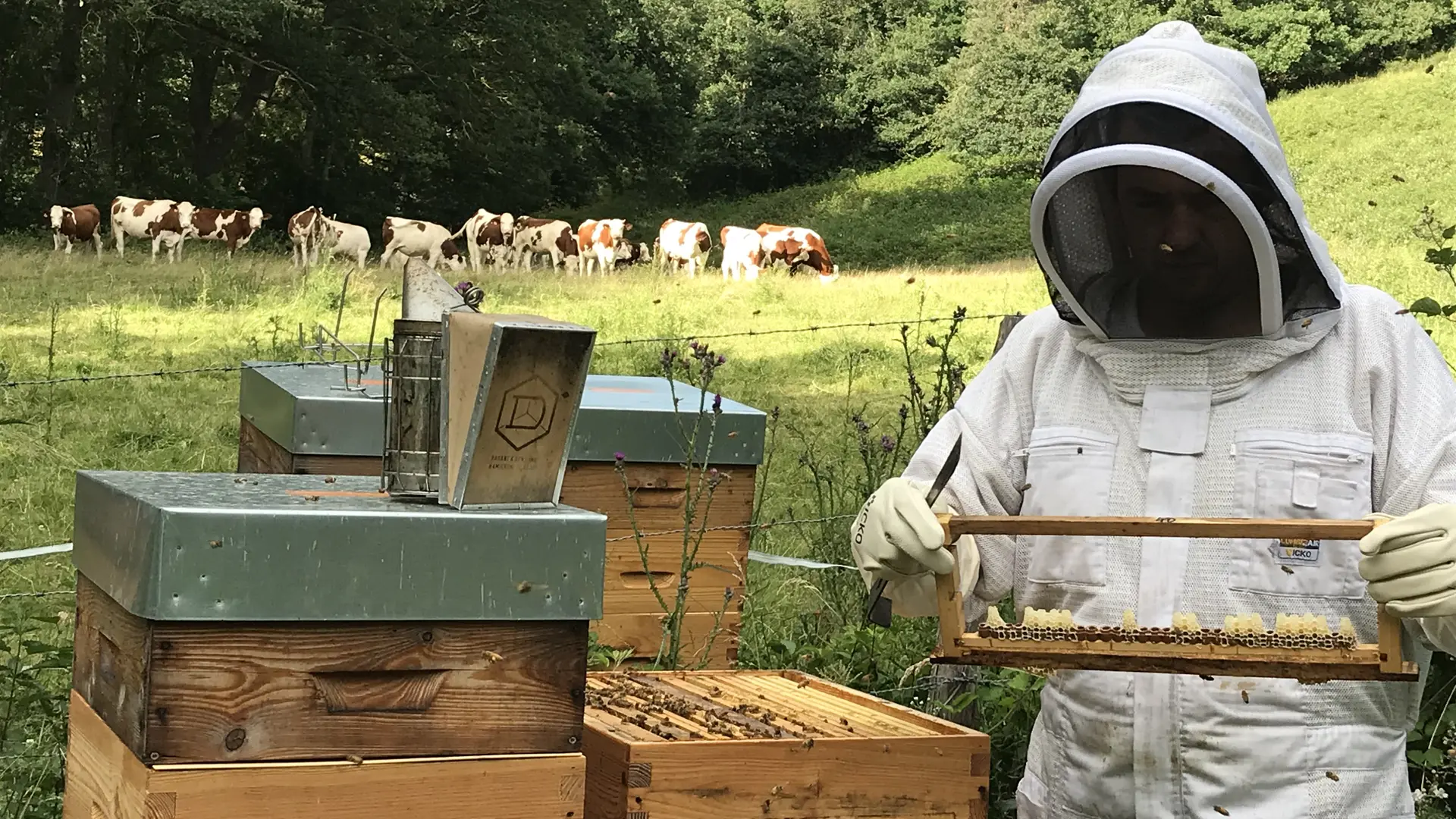 Explication du monde des abeilles