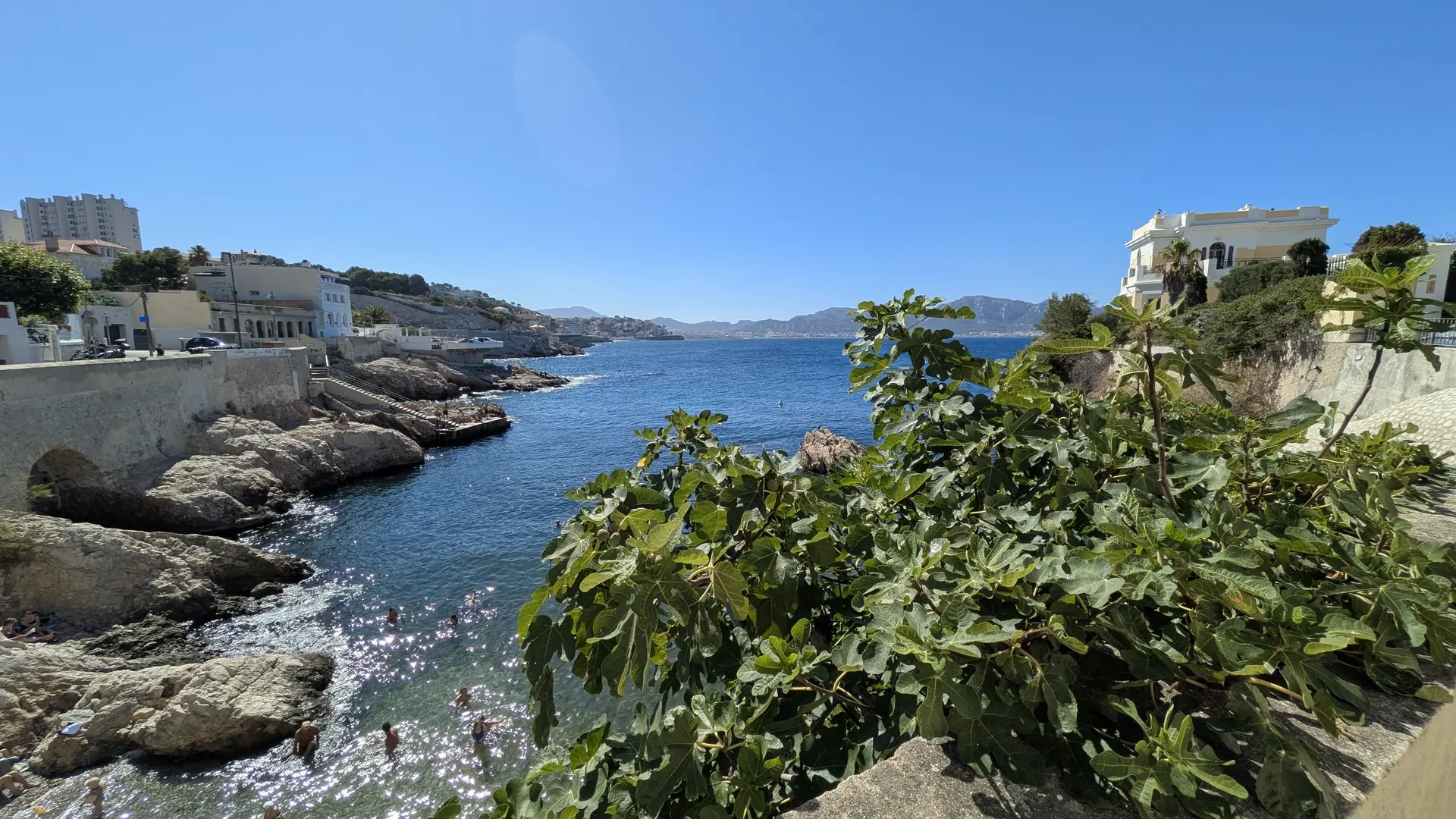 figuier en plein été anse maldormé