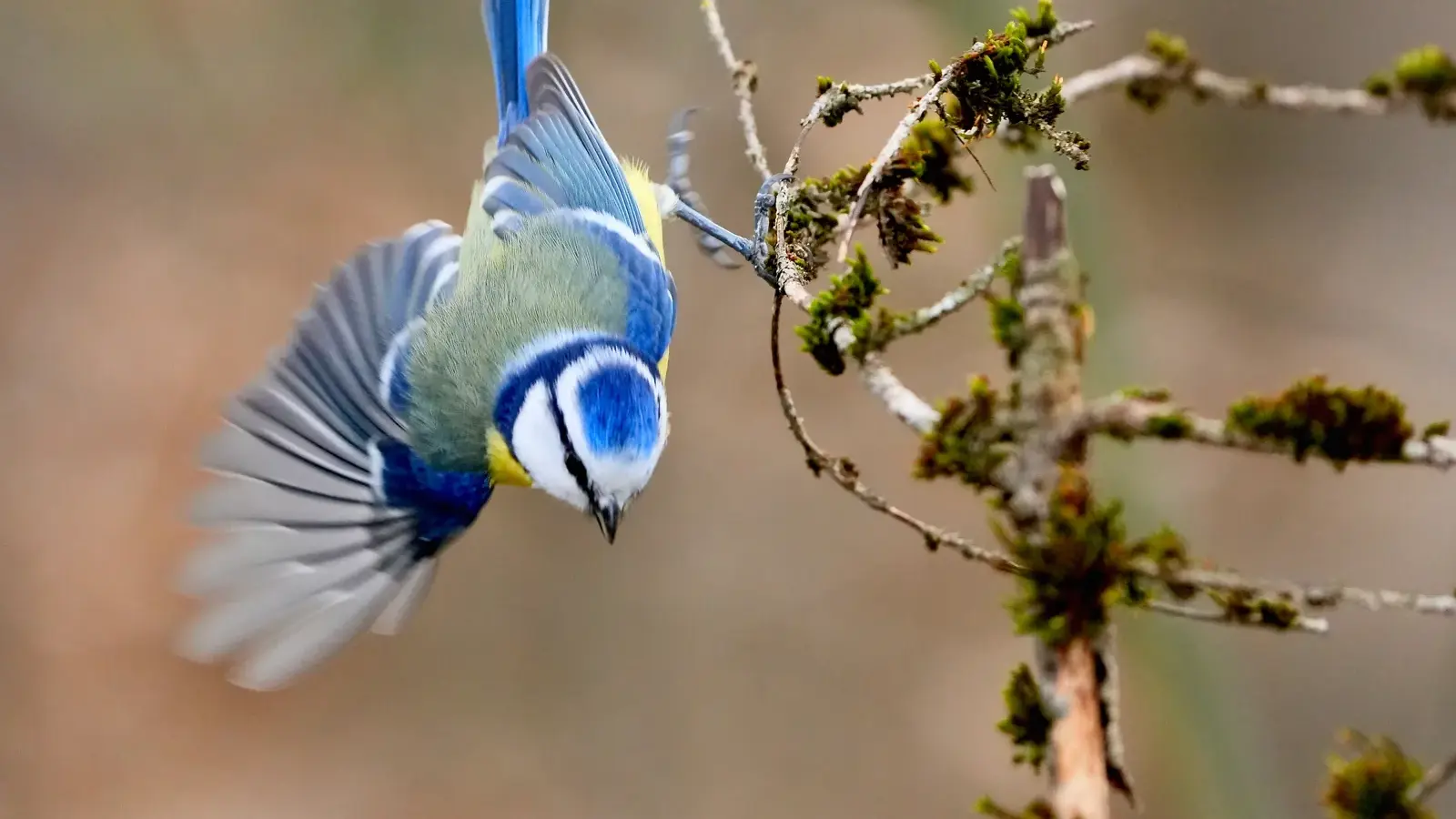 Randonnée découverte des oiseaux et construction de nichoirs_Auzet