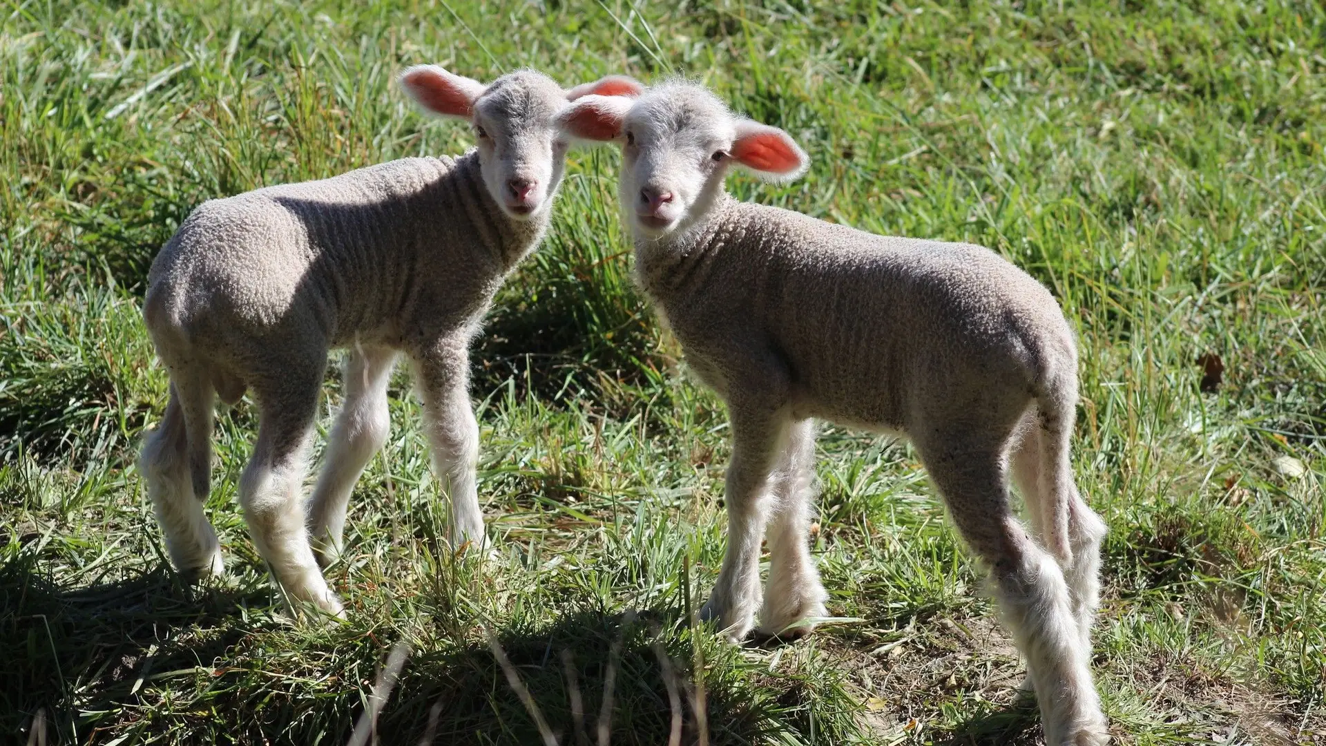 GITE LA LEBRE - NATUREE -TOURNEFORT- GITES DE FRANCE ALPES-MARITIMESNature