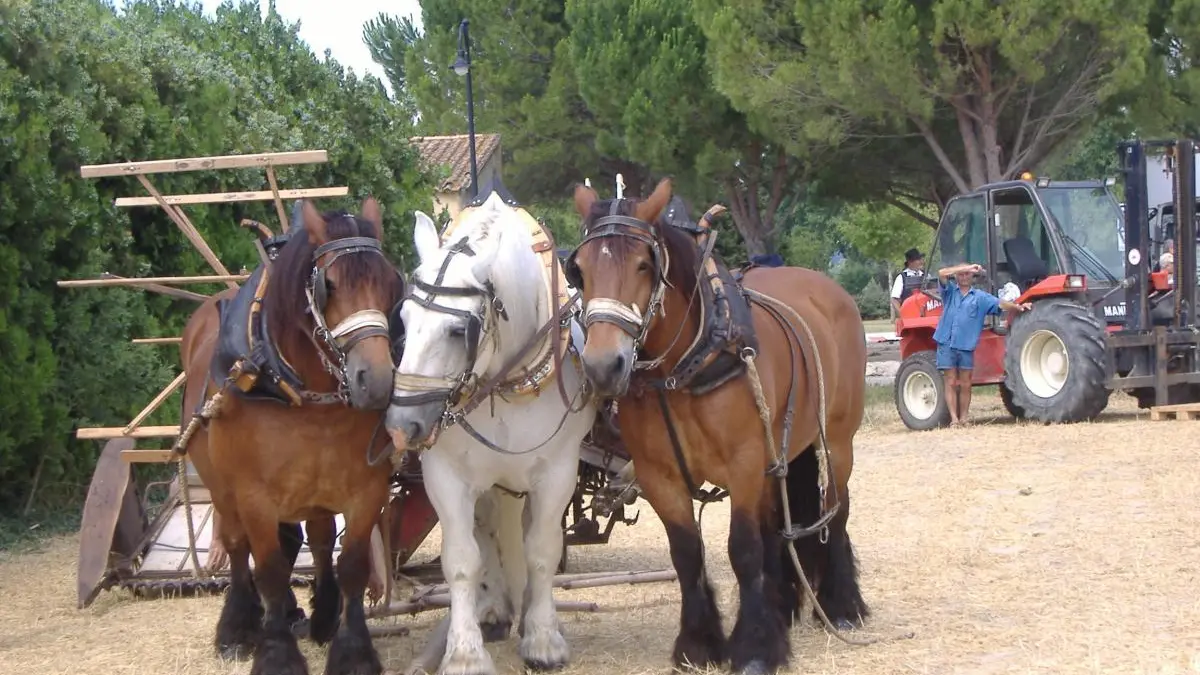 Les chevaux de trait