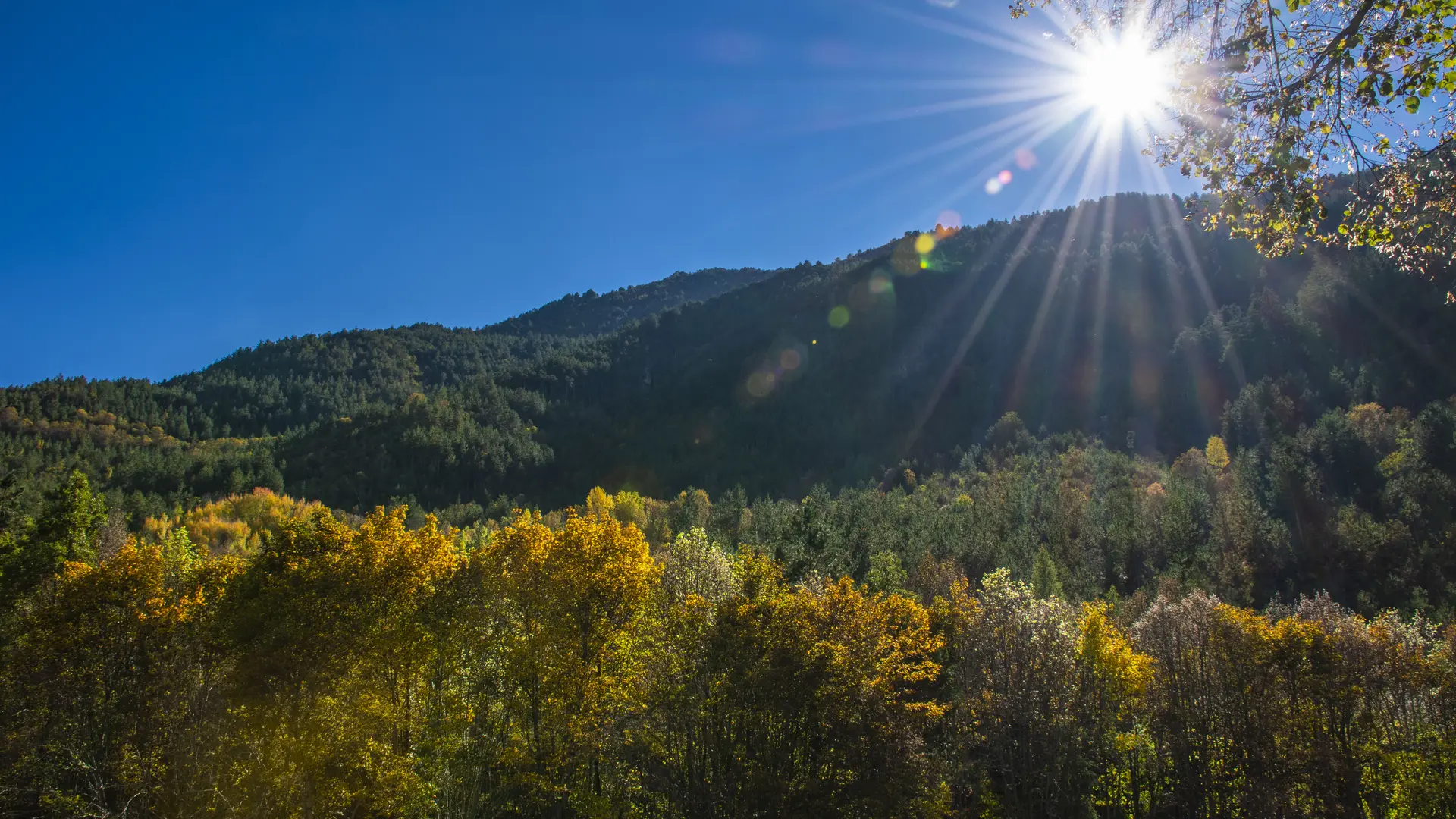 Forêt de La Martre