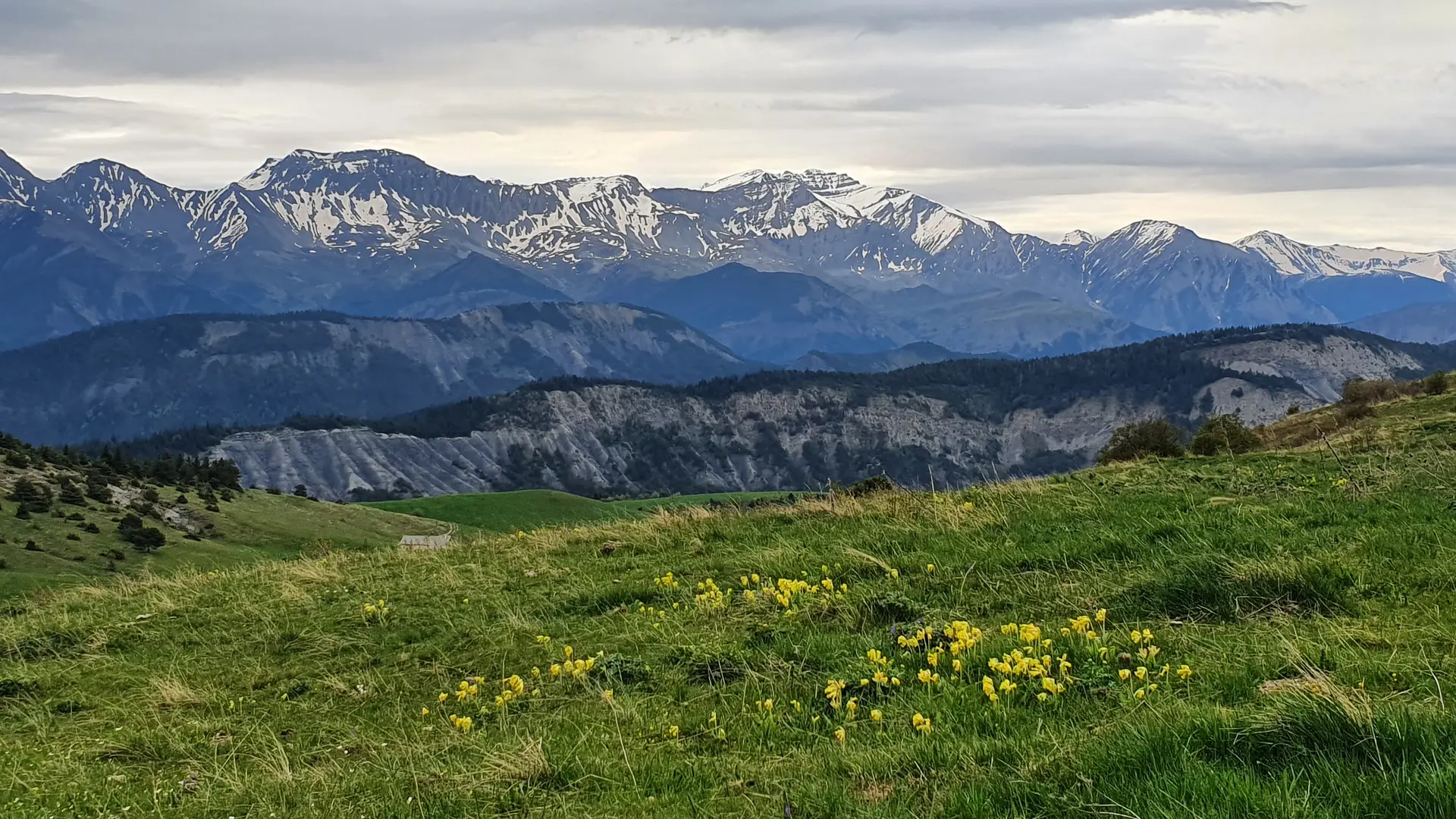 Observation oiseaux de montagne