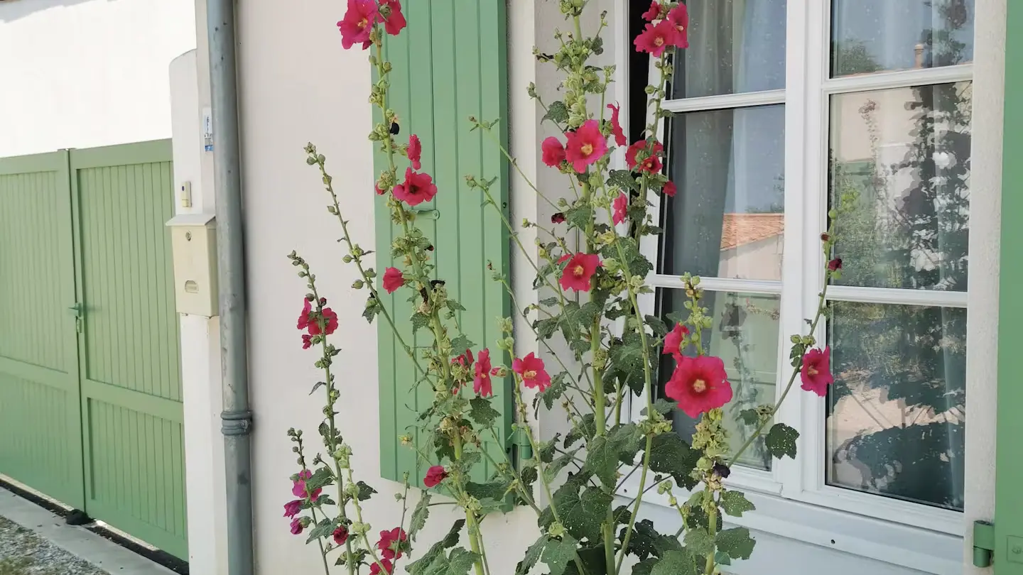 House seen from the street