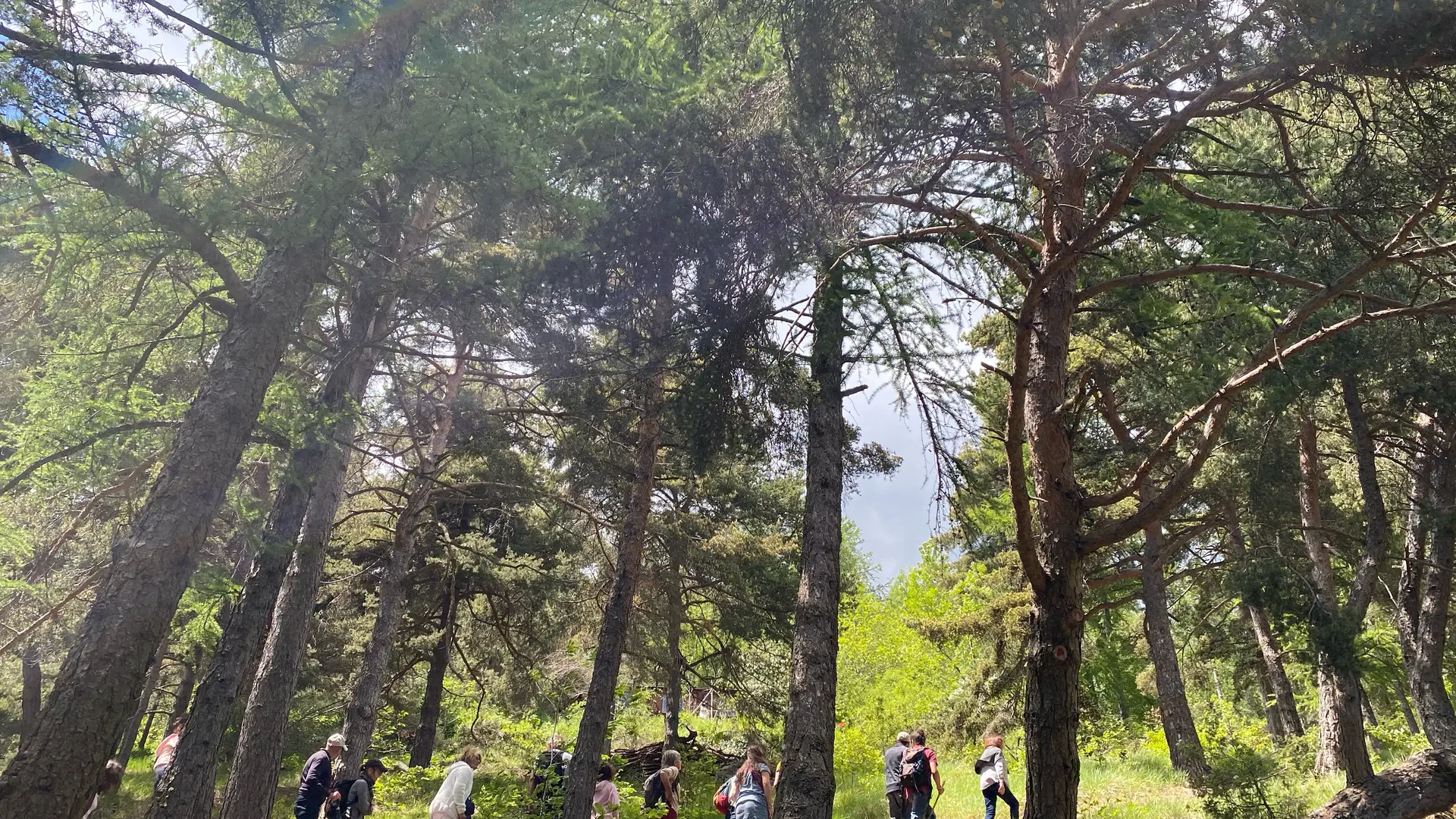 Les sentiers de l'arboretum