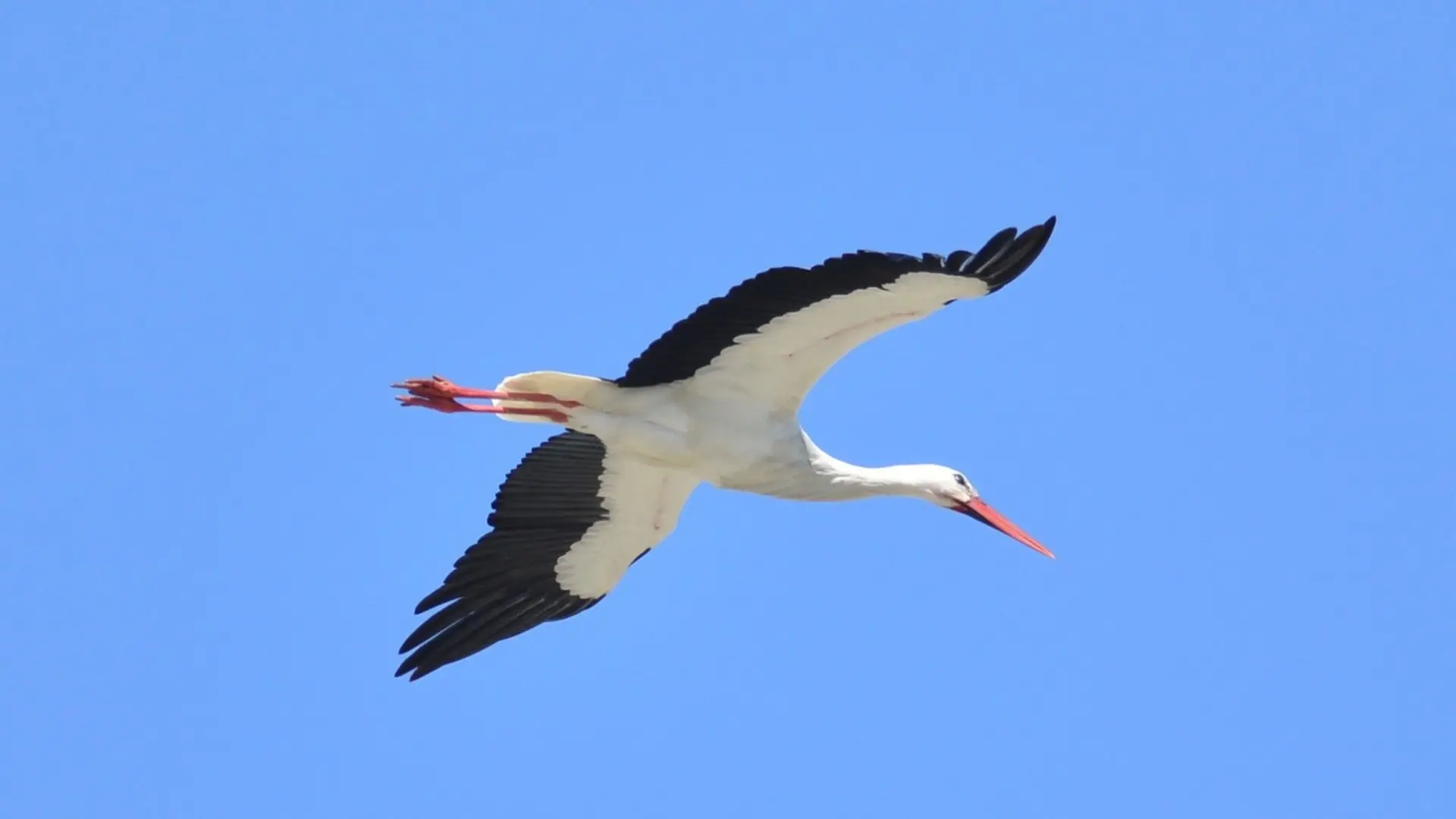 Excursions touristiques avec Cécile Beillieu - Tours in Provence - Alpilles, Luberon, Camargue, Gorges du Verdon