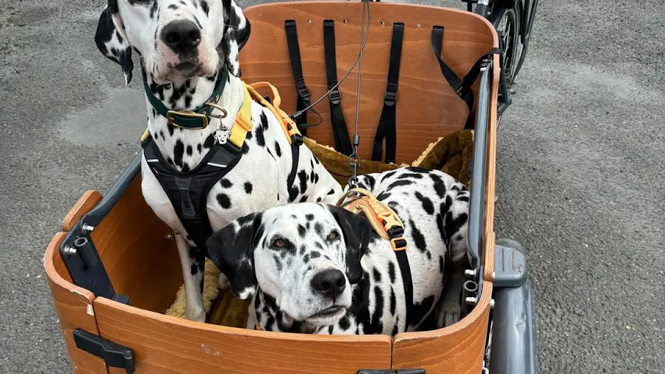 Promenade avec son/ses chien(s)