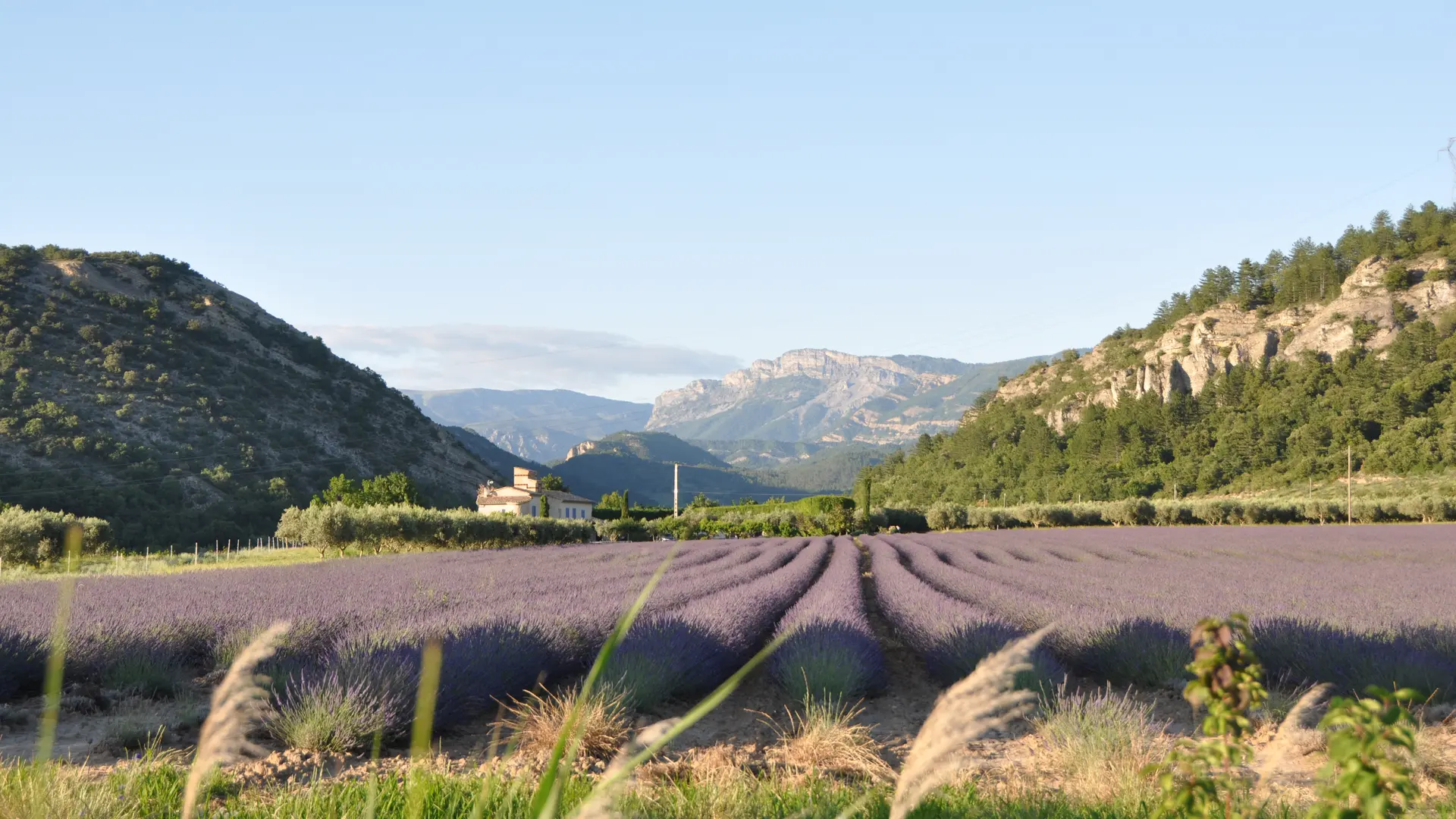 Vue sur champ de lavande