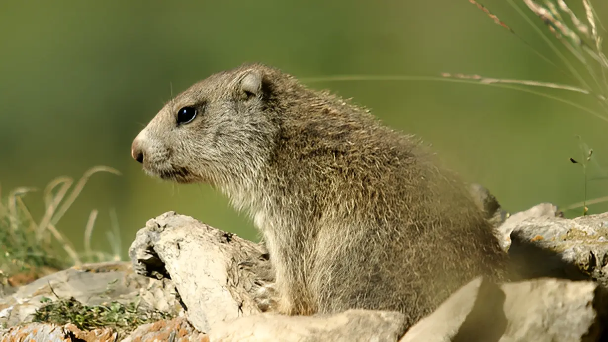 Découvrez les marmottes de la réserve !