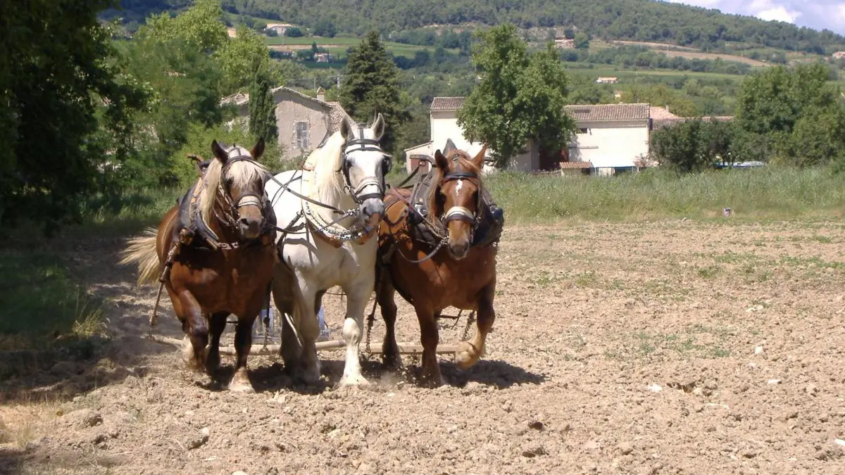 Les chevaux en action