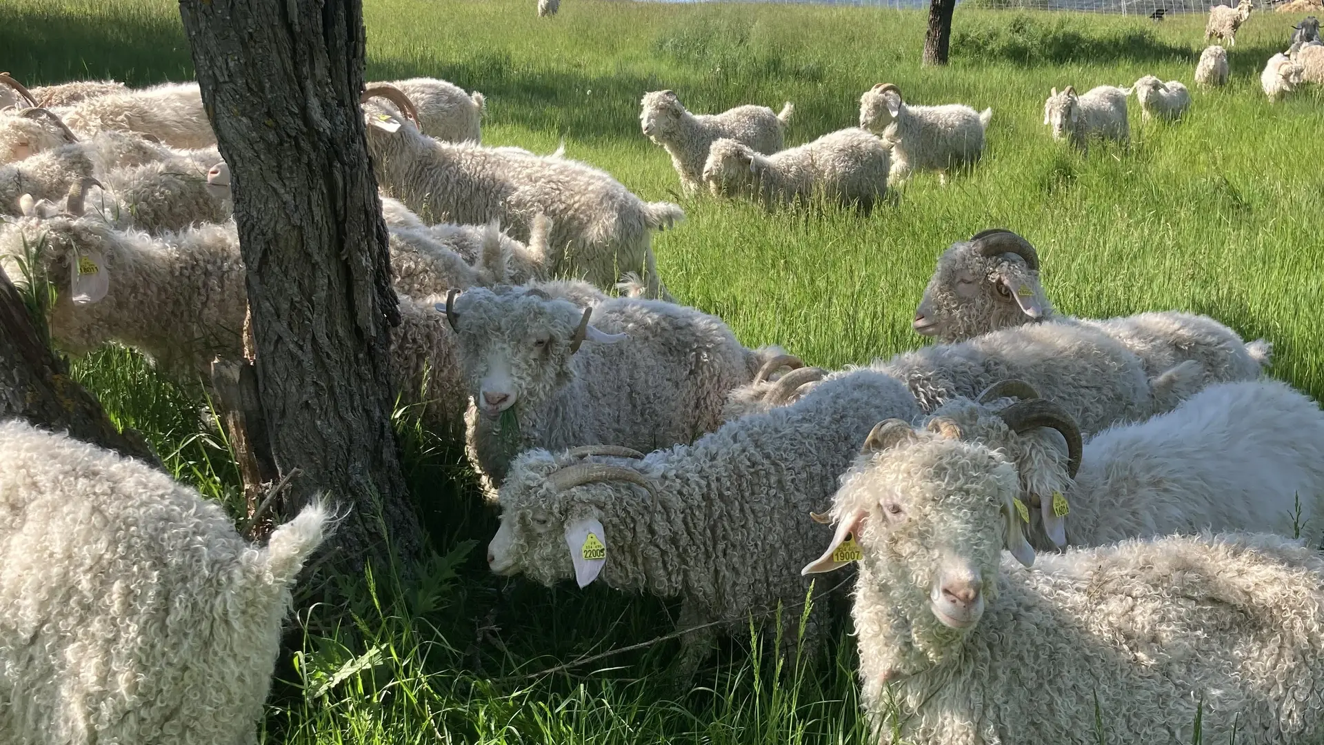 Troupeau de chèvres angora