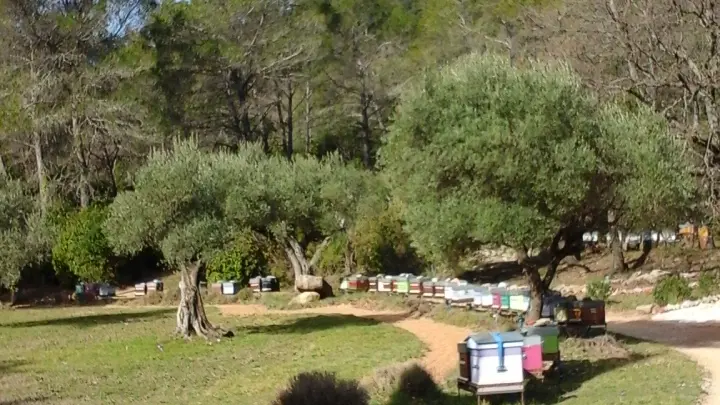 Apiculteur M. Beaucé