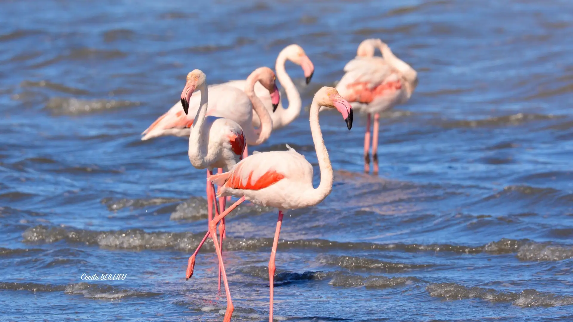 Excursions touristiques avec Cécile Beillieu - Tours in Provence - Alpilles, Luberon, Camargue, Gorges du Verdon