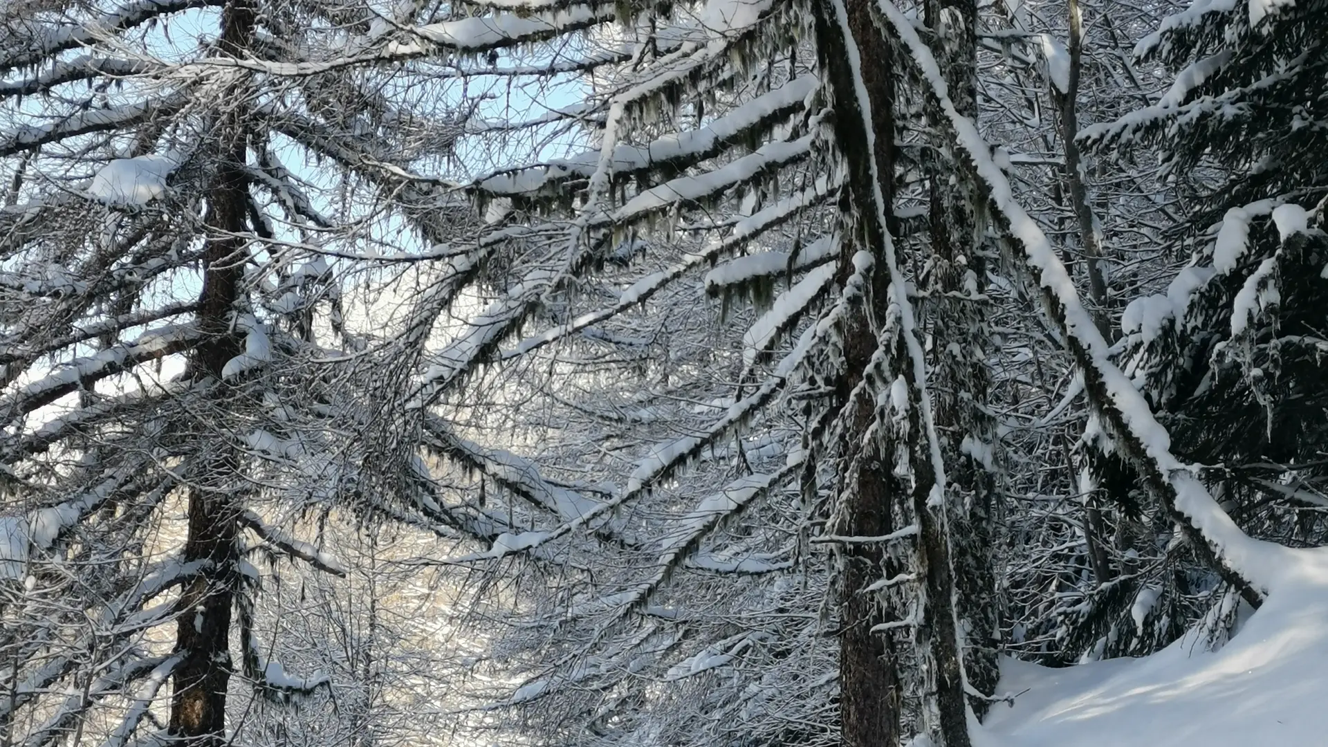 Randonnée en raquettes dans la forêt