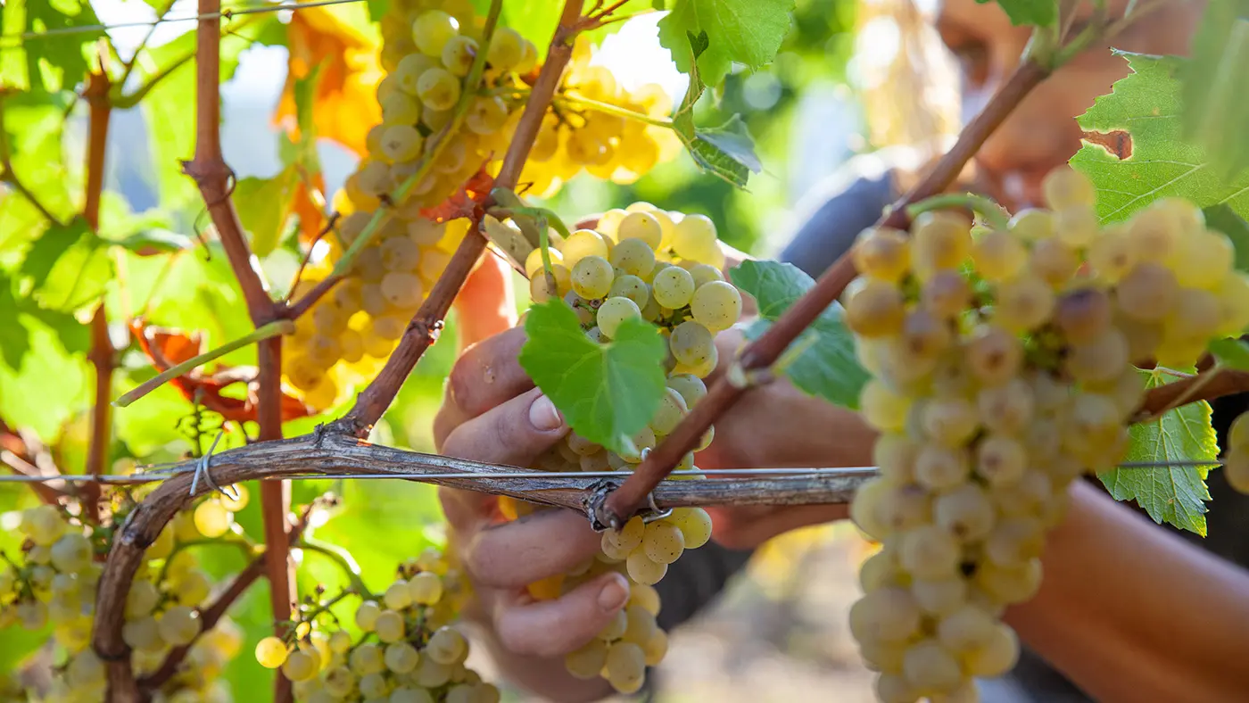 Grappes de raisin sur cep de vigne