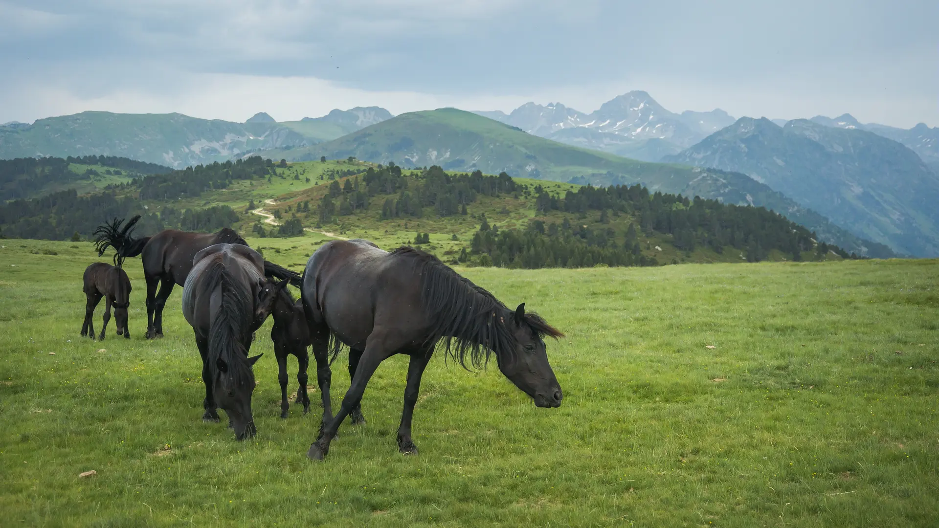 Troupeau de chevaux en estive