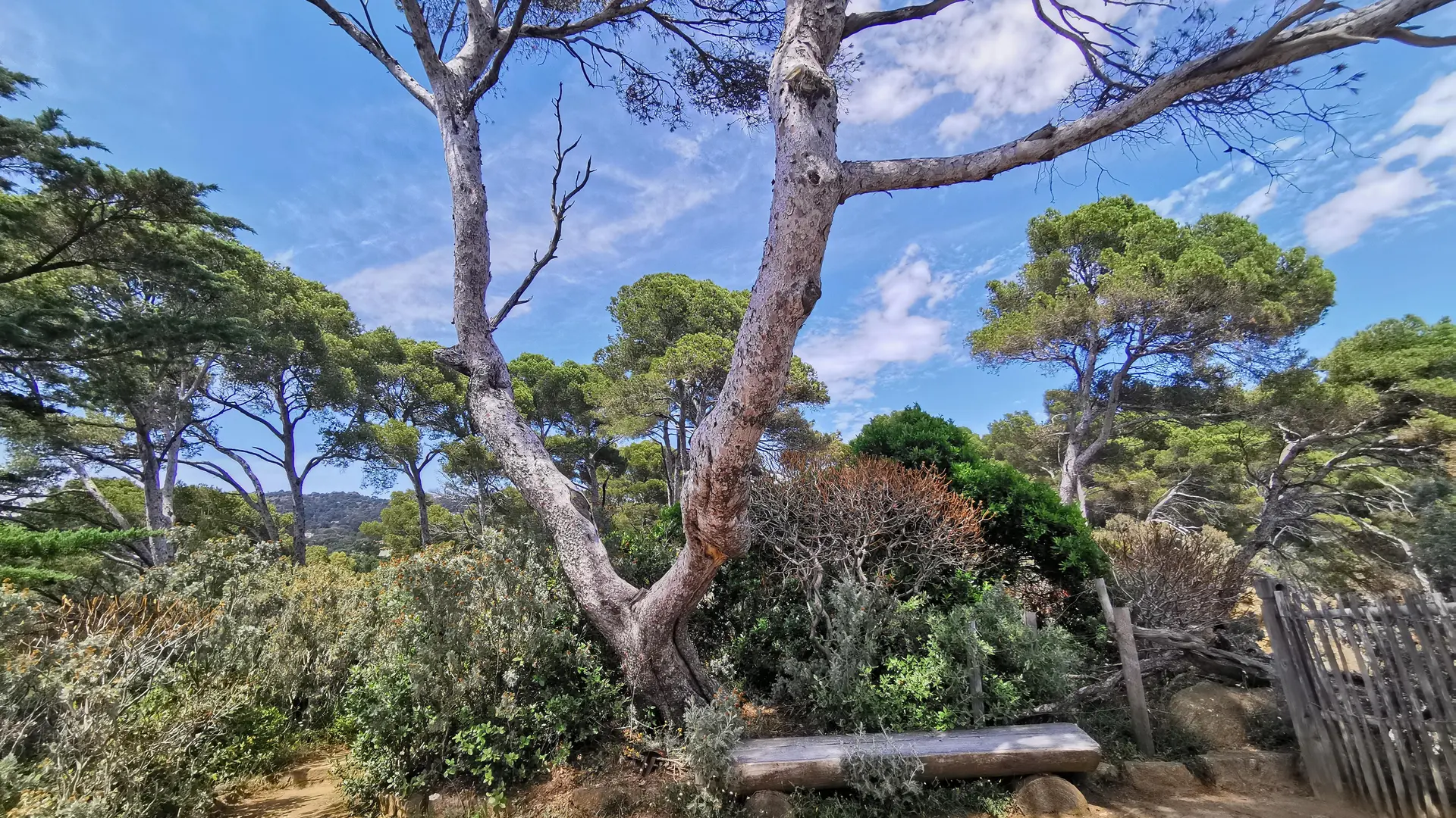 La pointe du Figuier