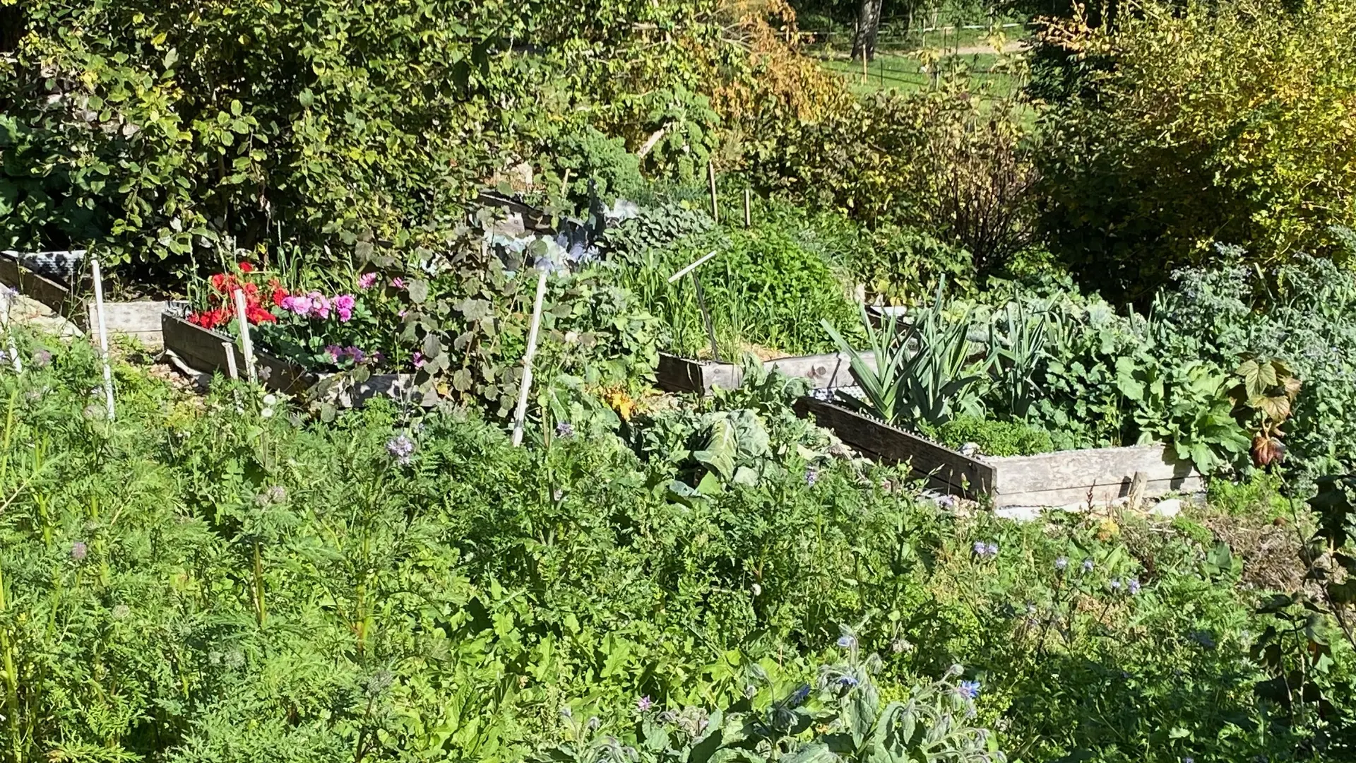 le jardin potager