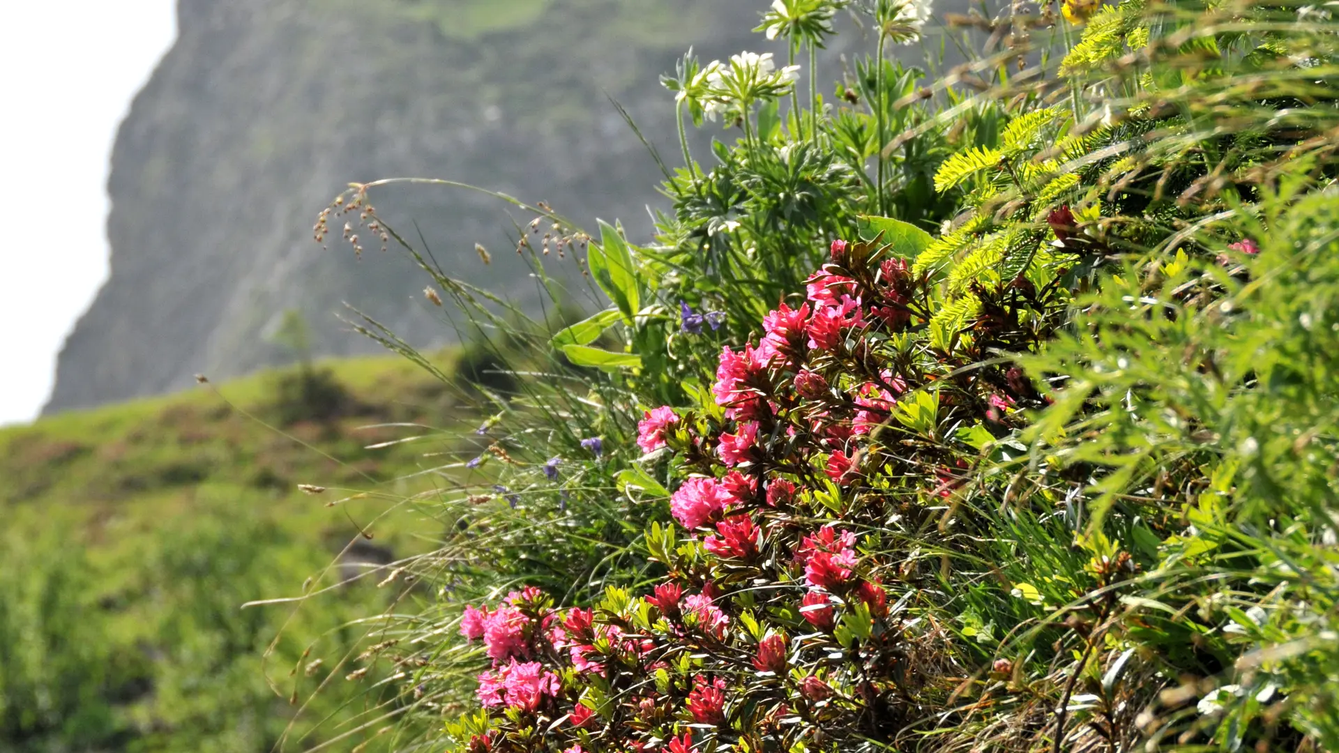Pointe de Piron cliff