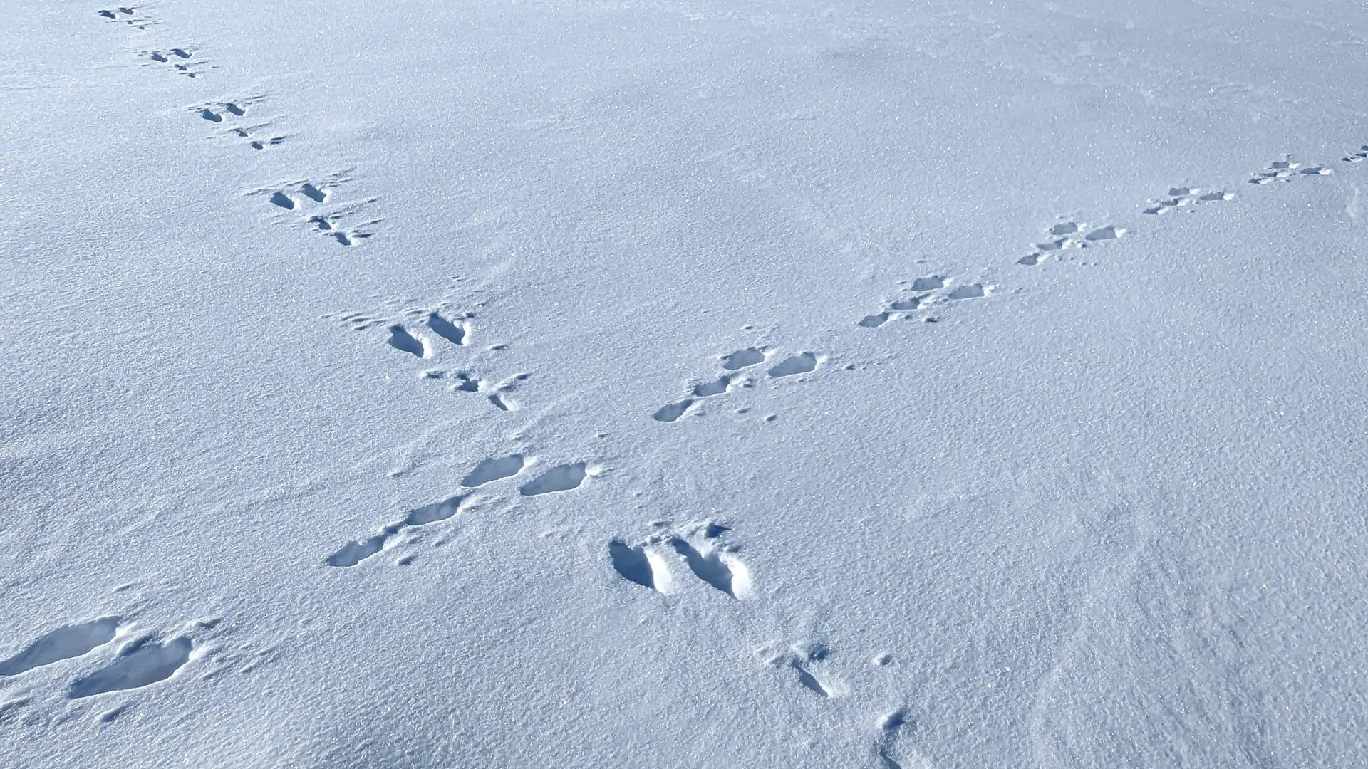 Des traces de pas formant une croix dans la neige.