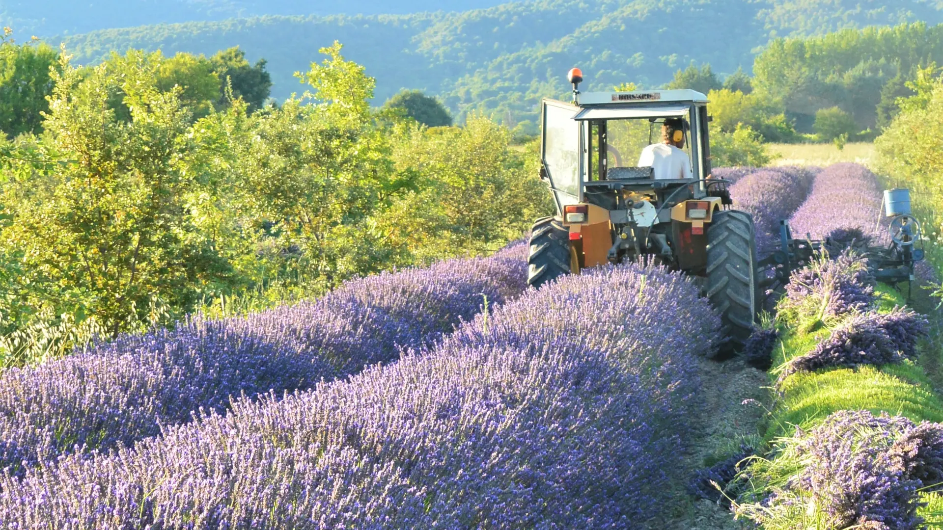 La Provence en Bouteille