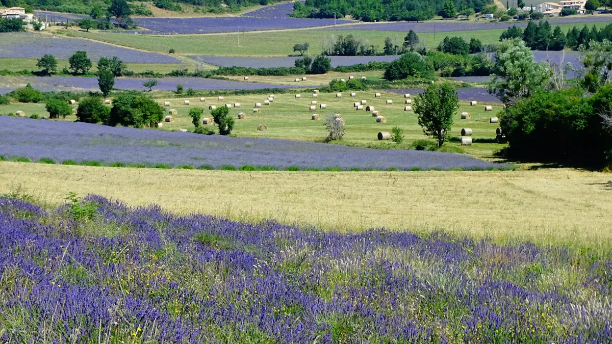 Sur le chemin des lavandes