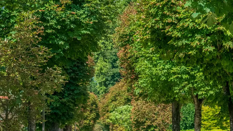 Allée de Trivier