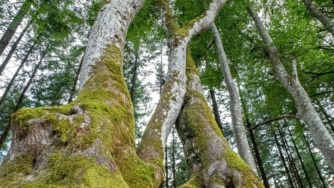 Hêtres tortueux à Saint-Nicolas-des-Biefs