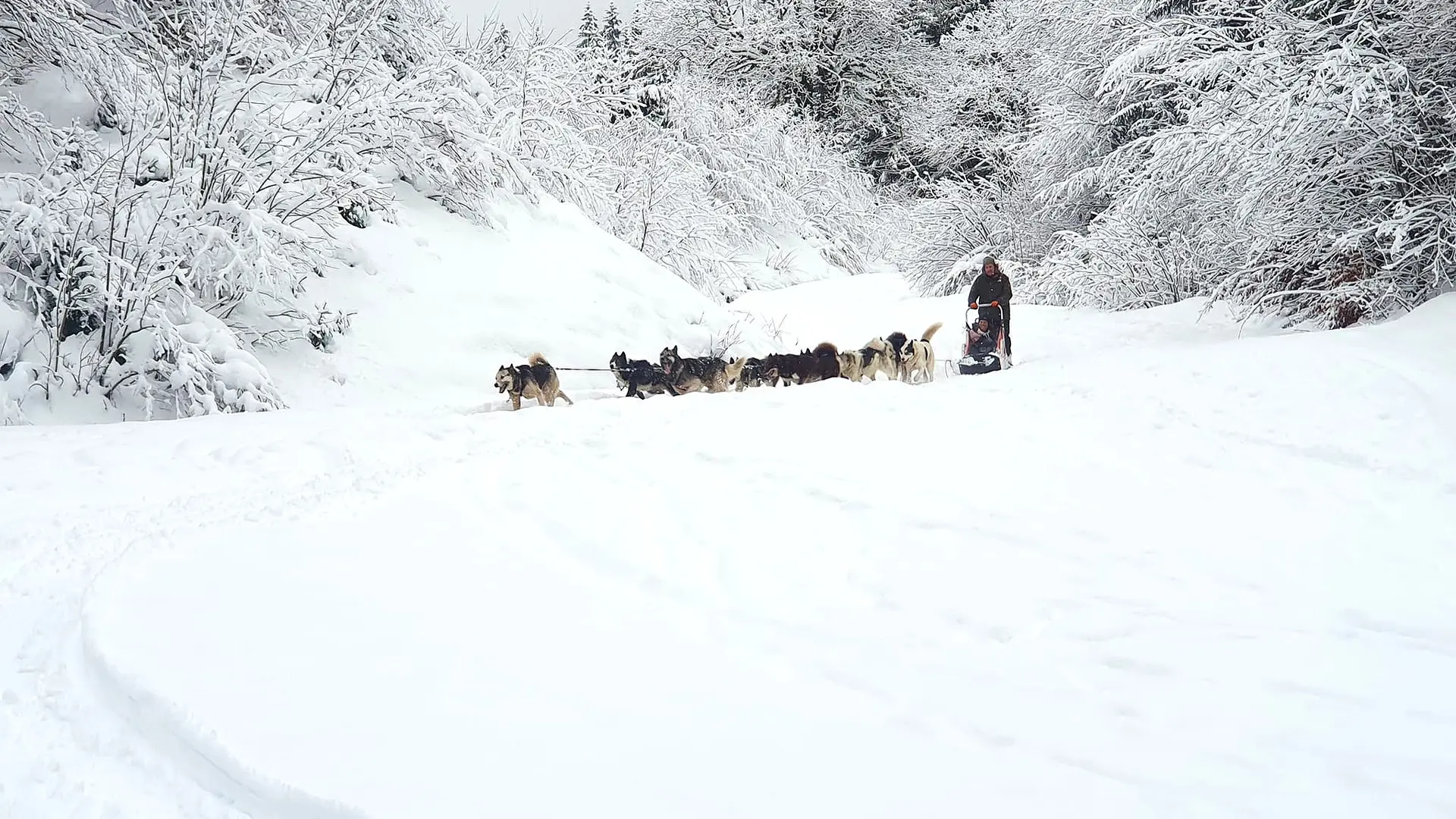 Baptême en traineau
