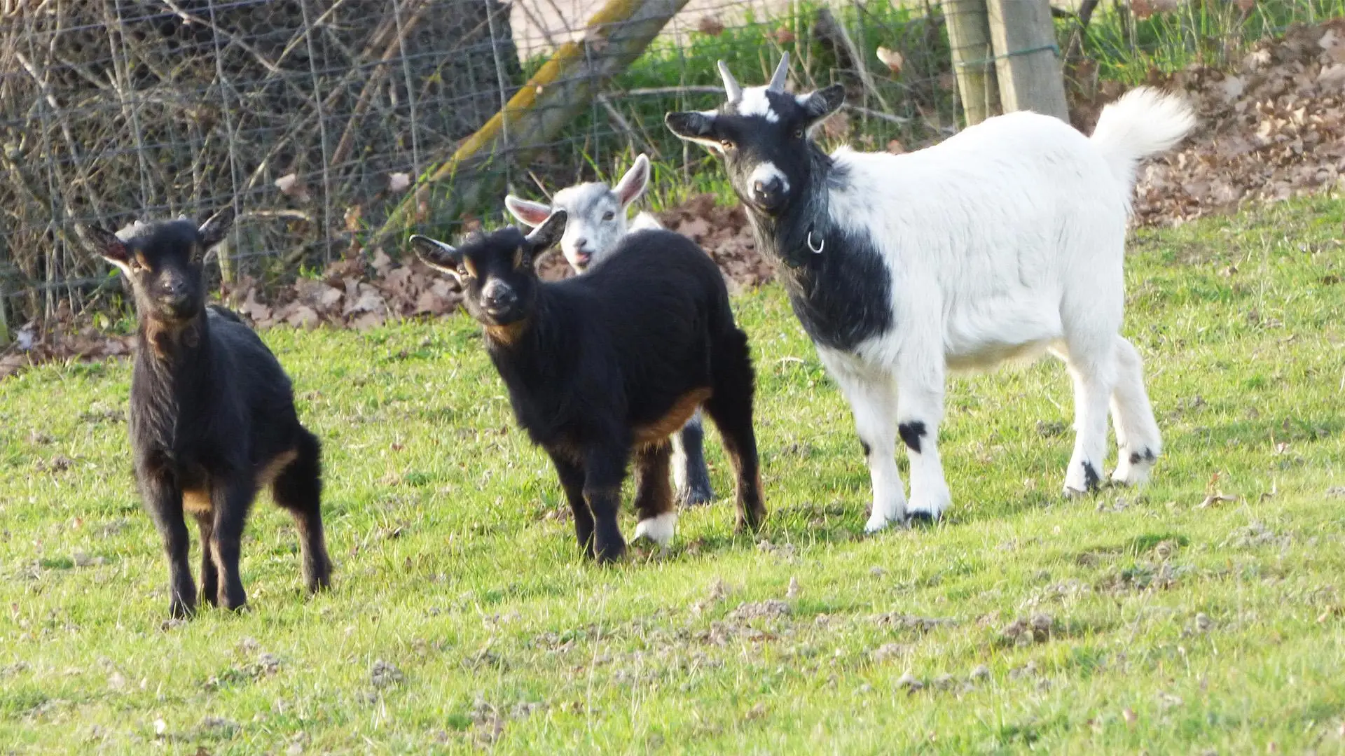 Les chèvres du domaine de Prandière.