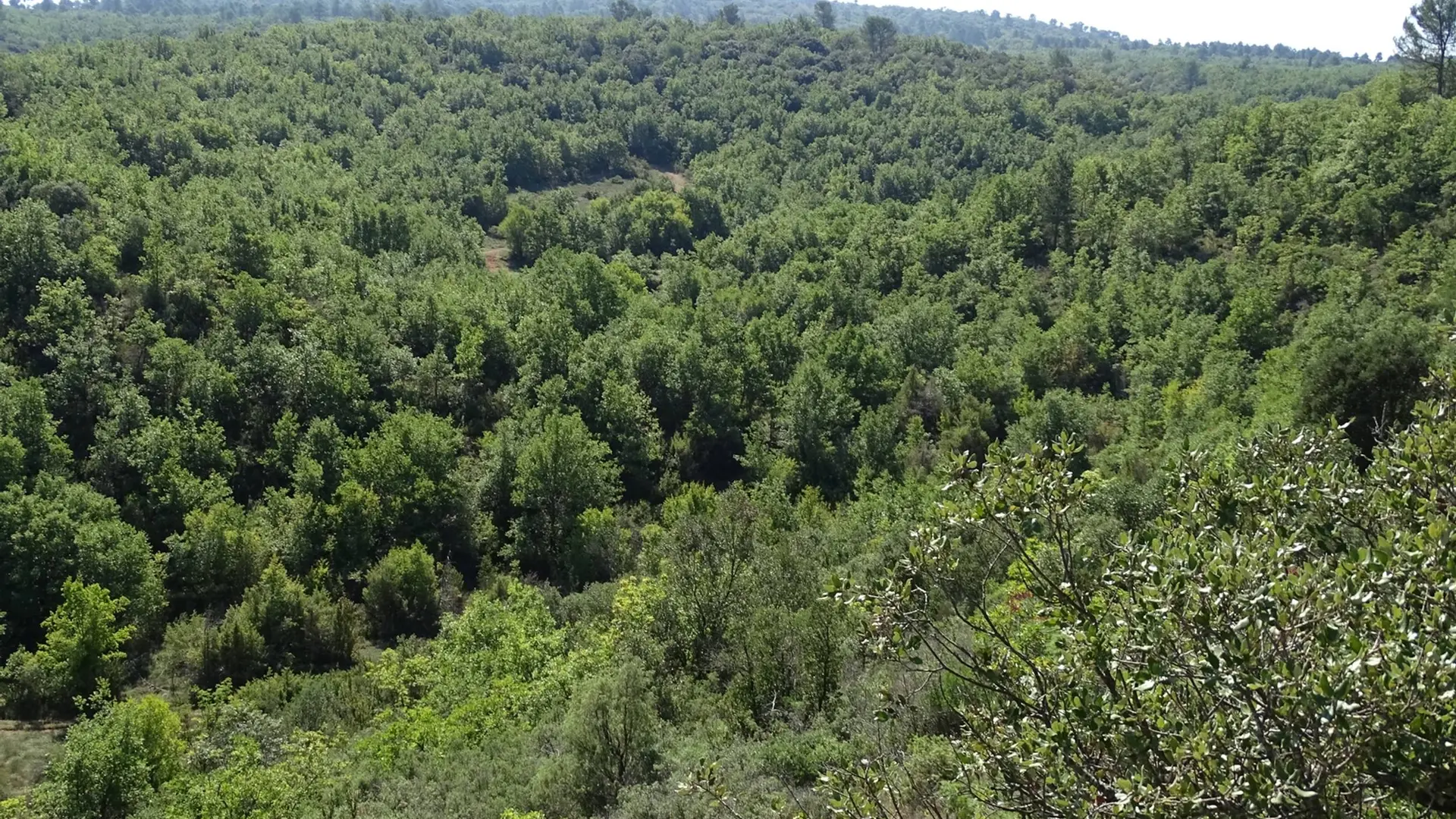 Panorama sur les collines arborées